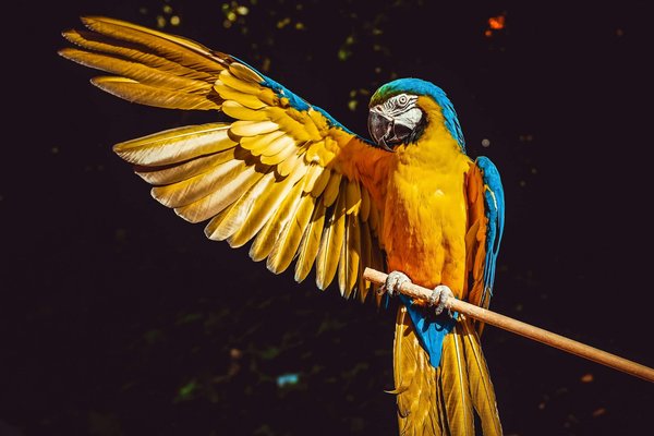 What are the best types of toys for parrots?