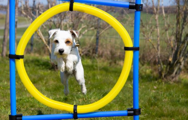 How to train your dog for agility sports?