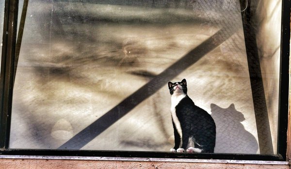 Why do cats love high places?