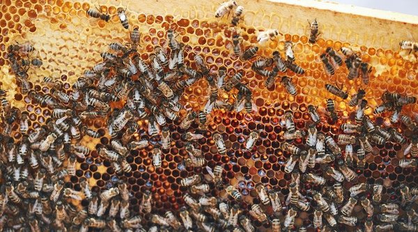 Urban beekeeping: a new trend in sustainable living