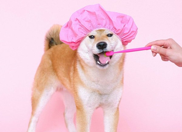 How to brush your dog's teeth