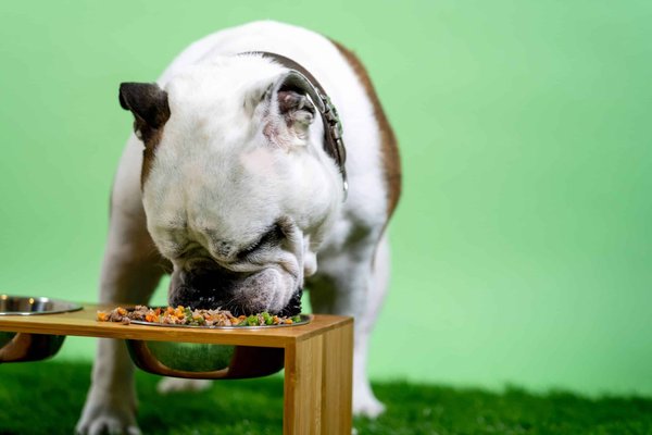Homemade pet food: Pros and cons