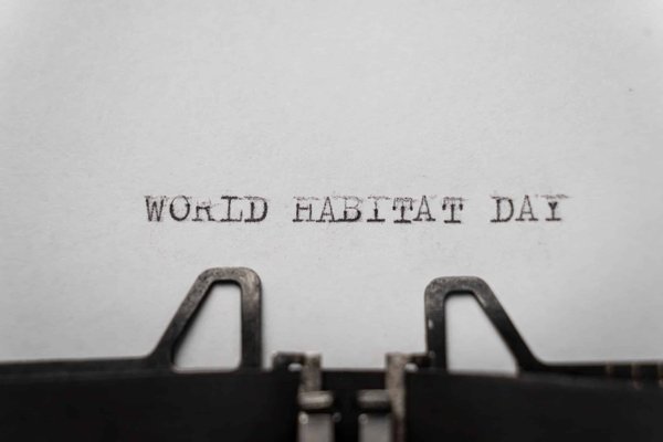 How to Construct a Secure and Stimulating Habitat for Backyard Chickens?